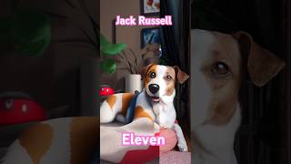 Paw Patrol JRT Eleven 🐶 | Jack Russell #shorts | #jackrussellterrier #tiktok