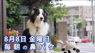 ボーダー・コリーの看板犬動画　毎朝の鼻パク　【犬の撮影・千葉】