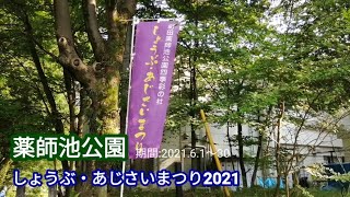 【花】２年振りの開催！しょうぶ・あじさいまつり2021 in 薬師池公園 行ってみた#Shorts