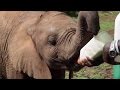 Baby Elephant Loses Entire Family To Poachers | The Dodo