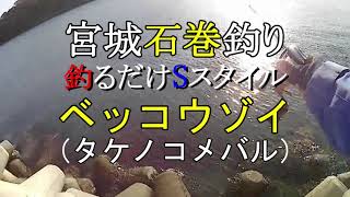 宮城石巻釣りベッコウゾイ