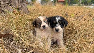 Two abandoned puppies kept crying and begging me for help. I adopted them.