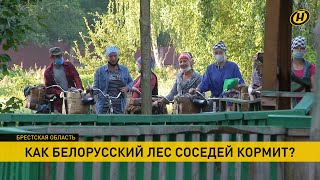 Сезон черники открывает границу украинцам. Как белорусский лес соседей кормит?