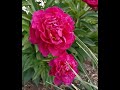 the beauty of pink peony in the garden