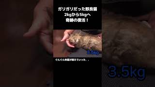 ガリガリ野良猫奇跡の復活　#保護猫　 #野良猫　 #野良猫から家猫　 #可愛い猫