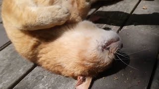 渓谷の東屋の野良猫、ねこじゃすりでナデナデすると喜んでお腹を見せる