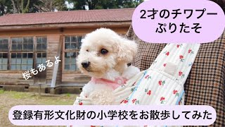 チワプー犬といく旧佐倉市立志津小学校青菅分校、登録有形文化財でお花見