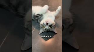 猫爱咬人的解决办法来了#萌宠出道计划 #科学养宠攻略 @抖音小助手   抖音