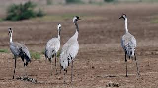 Common Crane aka Eurasian Crane