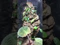 18種22株のホマロメナを使ったパルダリウム paludarium テラリウム terrarium ホマロメナ homalomena