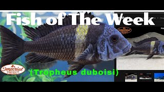 (Tropheus duboisi) 🐟❤️ #imperialtropicals