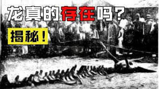 龍的屍骨被找到？詳細揭秘1934年“營口墜龍事件”！