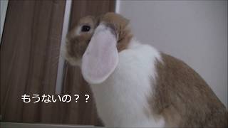 うさぎのおやつタイム　その２　～バナナ編～