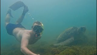 Snorkeling with whitetip reef sharks, Santa Cruz Galapagos