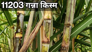 11203 गन्ना किस्म | colk11203 sugarcane variety