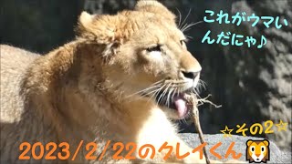 【ライオン】2023/2/22のクレイくん🦁その2　とべ動物園