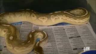 Ball Python Collection update march 2015 + ovulation