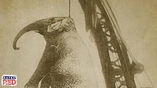 Strange Heartland History: When a Town Hung a Circus Elephant