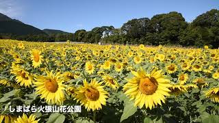 【花：コスモス・ひまわり】火張山花公園（秋）DataNo.02-01