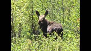 Moose; The Icon