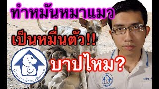 ทำหมันสัตว์บาปไหม? ทำหมันหมาแมวบาปไหม? ทำมาเป็นหมื่นตัว ตอบทุกข้อสงสัย