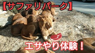 サファリパーク  猛獣エサやり体験！