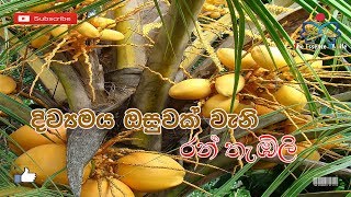 දිව්‍යමය ඔසුවක් වැනි රන් තැඹිලි