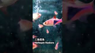 三角燈魚 Harlequin Rasbora