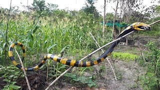 MELIHAT ULAR INI, MONYET LARI MENCICING! BERSIAP BUKA LAHAN BARU