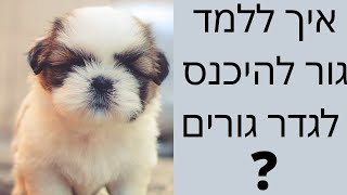 אילוף כלבים | איך ללמד גור להיכנס לגדר גורים ? ! | איך לאלף גור כלבים | טל שלוש מאלף כלבים בכיר