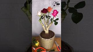 Multi Colour Rose Grafting: Step-by-Step Tutorial! #diy #viral #viralvideo #rose #shorts #garden