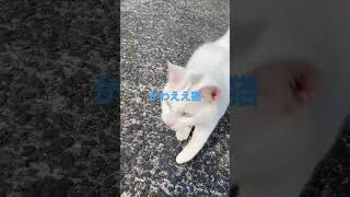 ポケモンみたいな鳴き声の猫