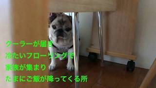 【パグ】pug 夏の所定地。