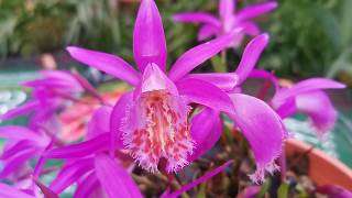 Pleione \