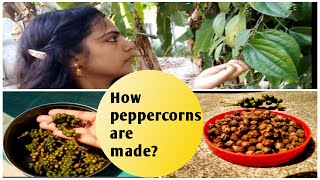 How are peppercorns made|Homemade peppercorns|Kurumulaku Krishi VLOG