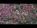 fieldfare frenzy on hawthorn berries