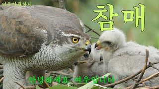 참매 , Accipiter gentilis,