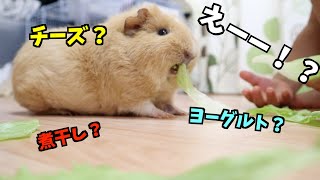 【モルモット】これって食べていいの？？あるサイトで見つけたモルモットに与えていい餌とは？！