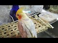 今日のオカメインコ【シナモン】