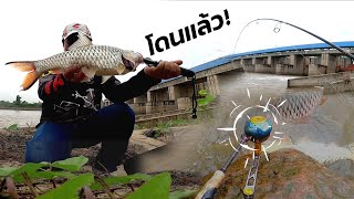 มันแอบอยู่ใต้หลืบ ตีปลาน้ำไหล 💨 แม่น้ำปิง 🙊 AB-FISHING