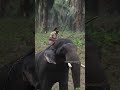 കോന്നി സുരേന്ദ്രൻ ഹീറോയിസം elephant trending wildlife whatsappstatus