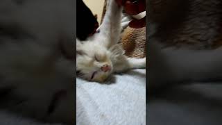 猫　八福　されるがまま2