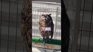 【日光浴するフクロウ】#フクロウ #short #アフリカワシミミズク #owl #owでls #africaeagleowl #africanhornedowl #spottedeagleowl