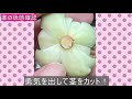 【多肉植物】多肉ちゃんが蒸れた💦緊急手術しました😥【13】