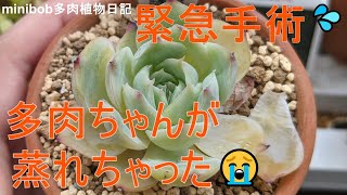 【多肉植物】多肉ちゃんが蒸れた💦緊急手術しました😥【13】