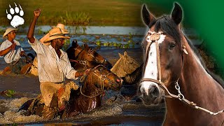 HORSES OF THE PANTANAL : The Untold Bond Between Cowboys and Nature 🐴🌿 ⎮Documentary - BF