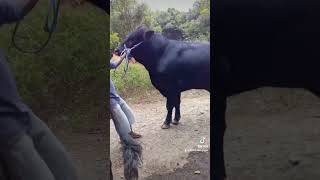 garandong raksasa .jenis brangos .firal di pasar sapi.mayang .jember....