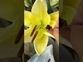 When Lily blooms #shortsvideo #flowers #asmr