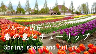 春の嵐とチューリップ　ブルーメの丘　滋賀県日野町 Spring storm and tulips Blume Hill, Hino Town, Shiga Japan