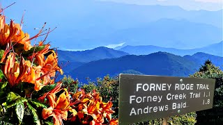 ANDREWS BALD W/ FLAME AZALEAS BLOOMED, Great Smoky Mountains National Park